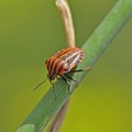 Streifenwanze (Graphosoma lineatum)